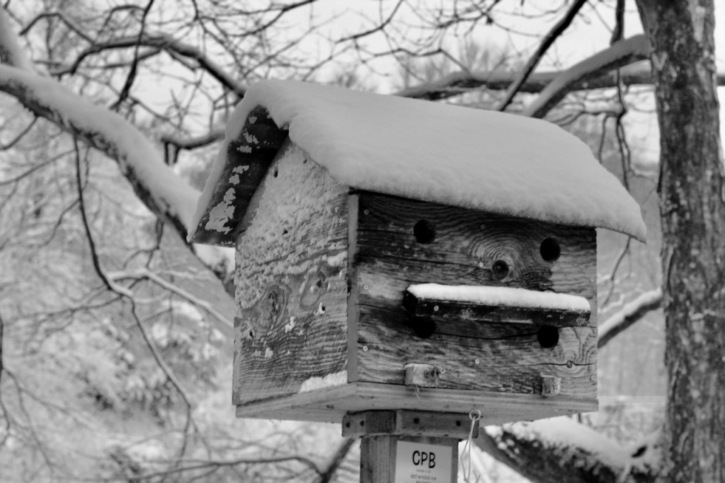 Birdhouses in the&nbsp;Snow